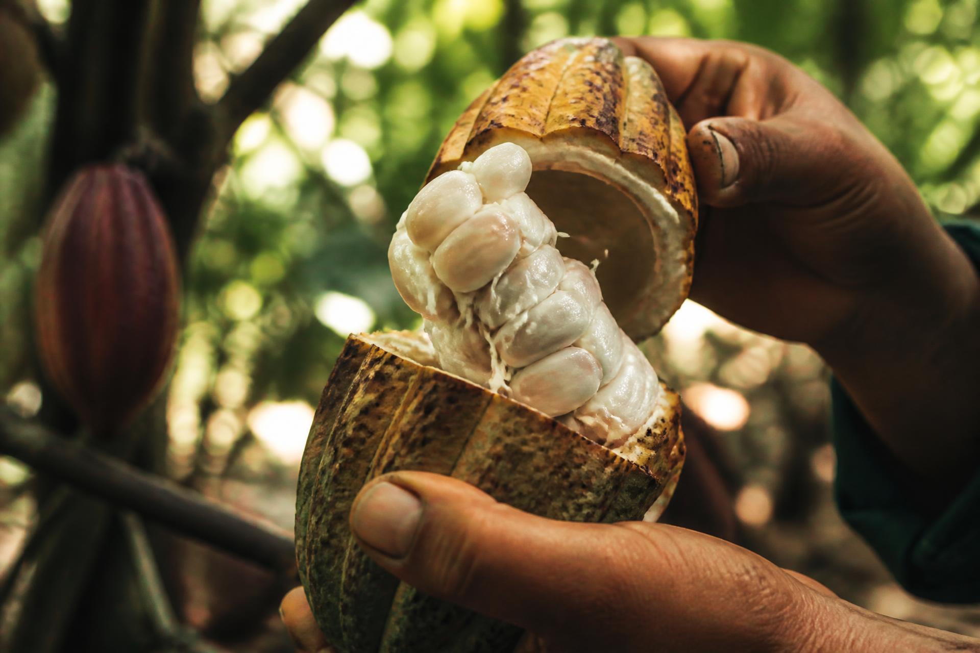 Manos abriendo una mazorca de cacao colombiano fino de aroma en una finca del Magdalena Medio